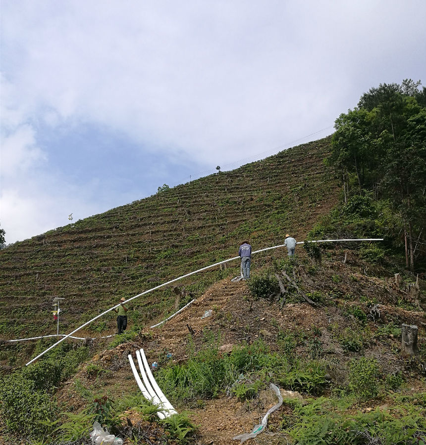 茶园滴灌管道铺设